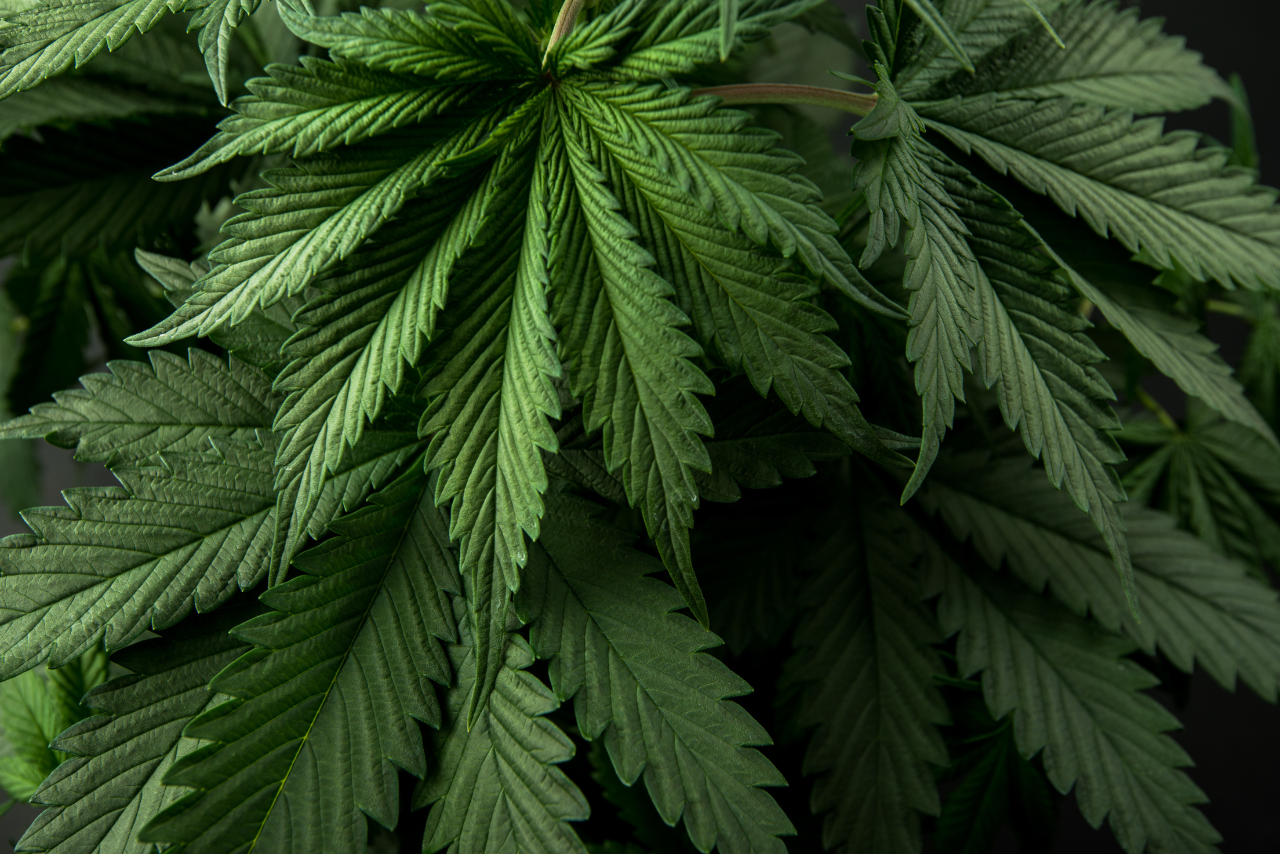 Reduce Costs, Boost Cannabis Quality