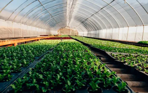 Next Generation Hydroponics