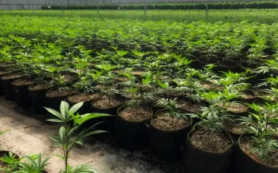 Your Best Growing Option in NB