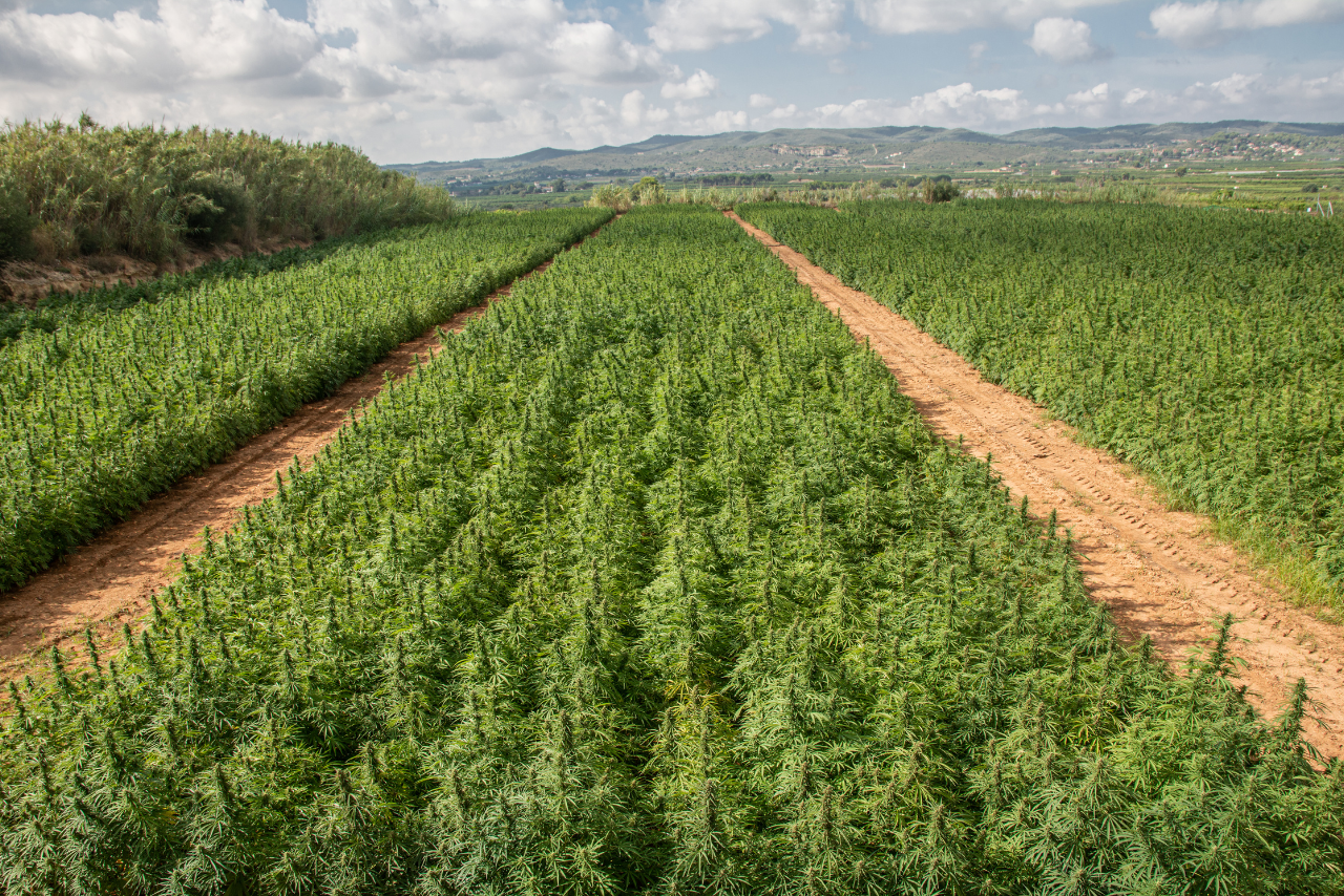 Next Generation Hydroponics