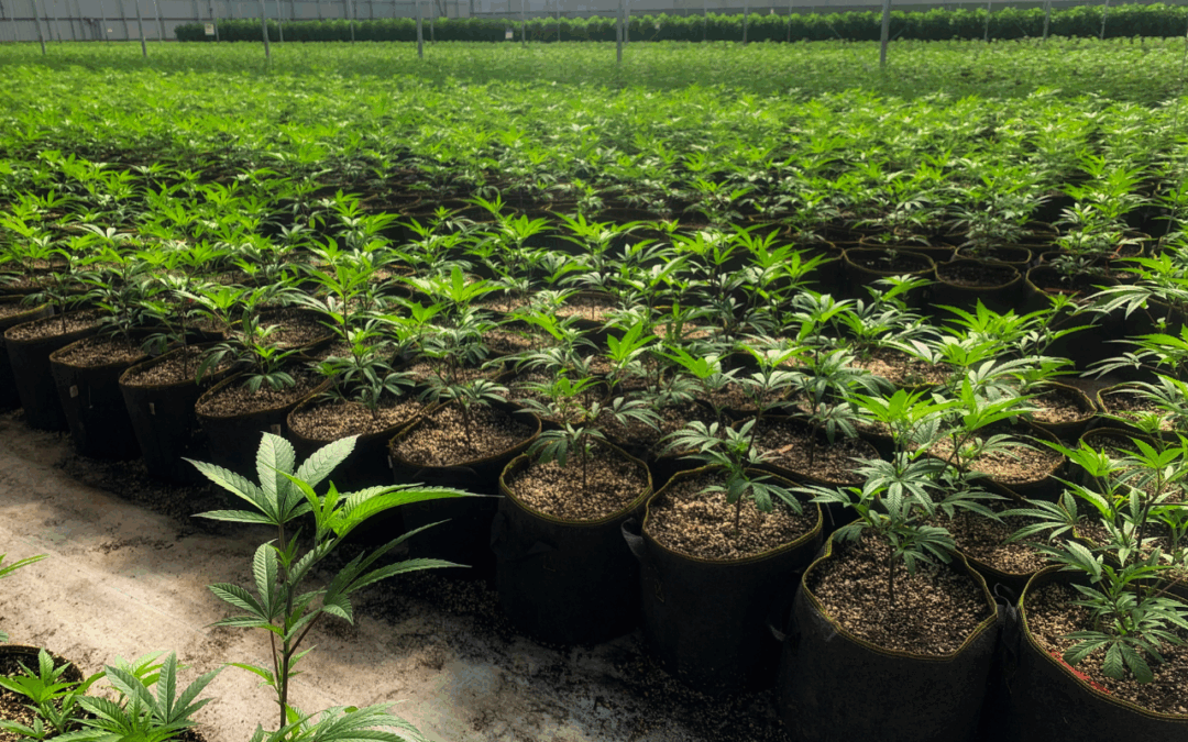 Your Best Growing Option in NB