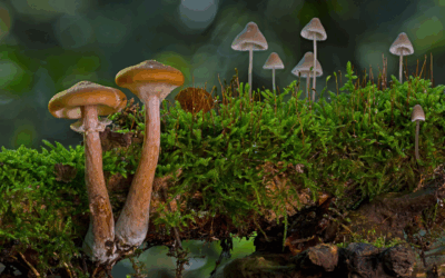 Grow Top Quality Mushrooms