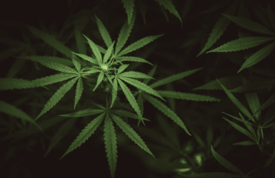 Reduce Costs, Boost Cannabis Quality