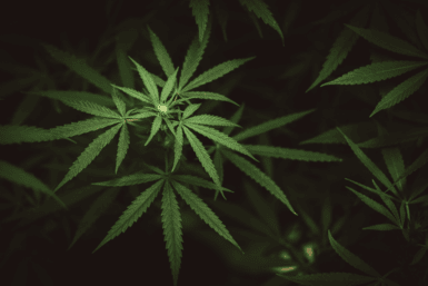 Reduce Costs, Boost Cannabis Quality