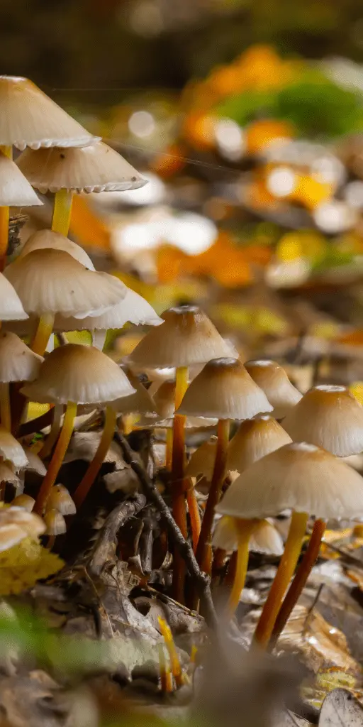 GROW TOP QUALITY MUSHROOMS GROW TOP QUALITY MUSHROOMS